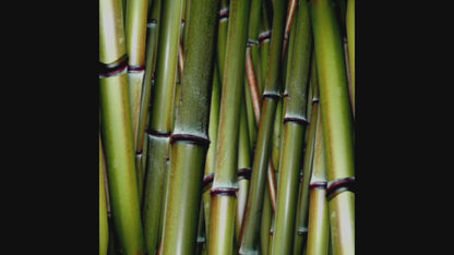 Makoï el Gorila: Una vida en el corazón del gran bosque